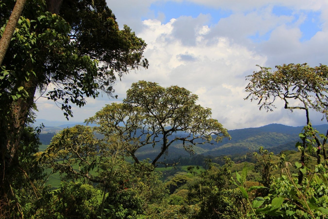 Kibira National Park (Kibira Forest)