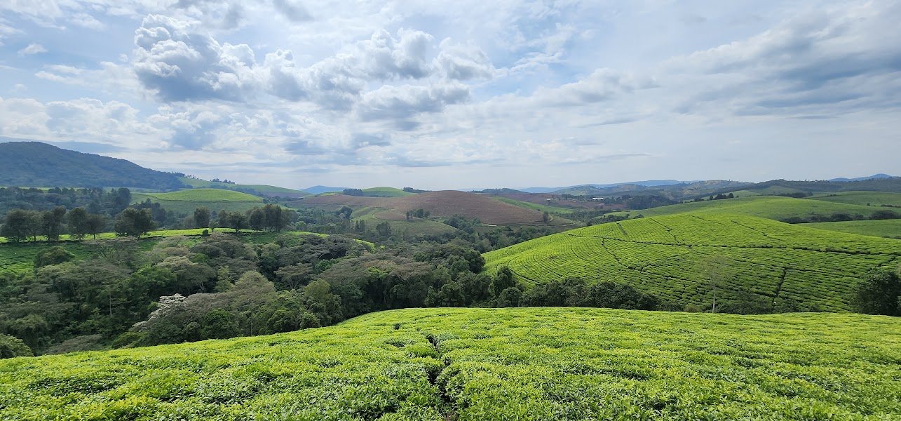 Teza Tea Plantations